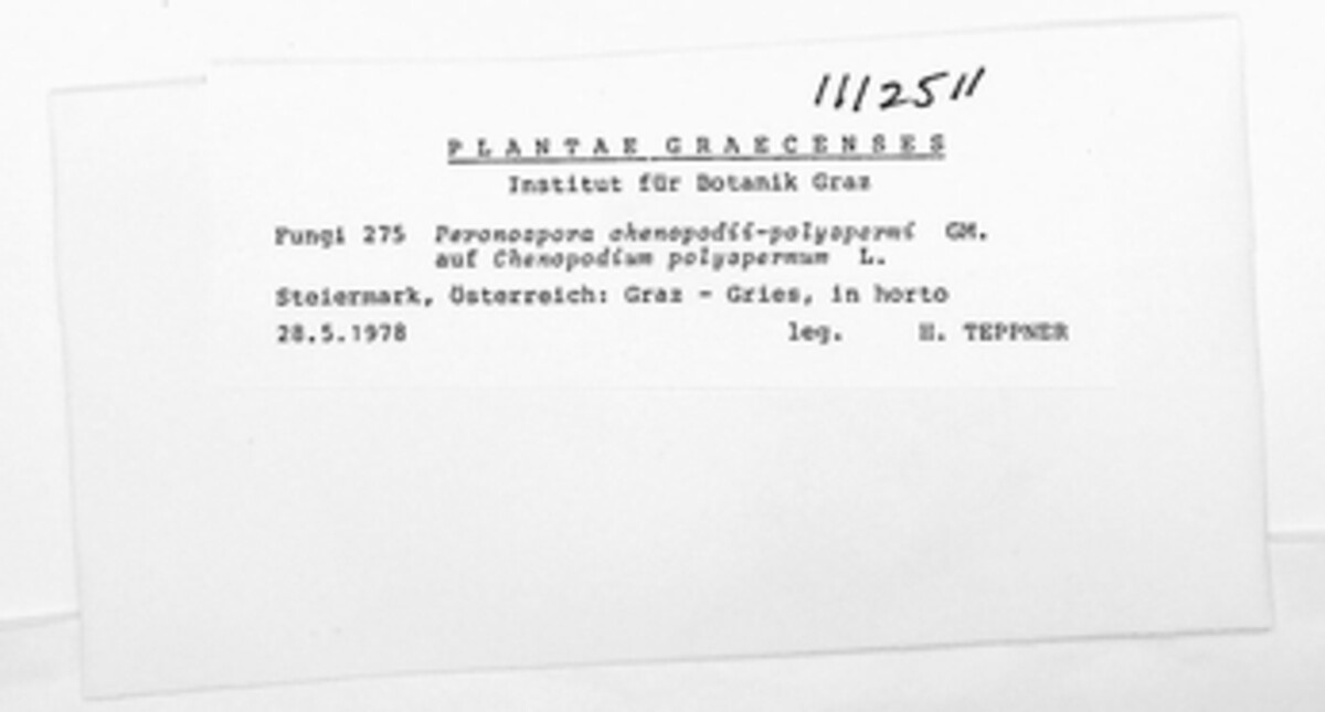 Peronospora farinosa image